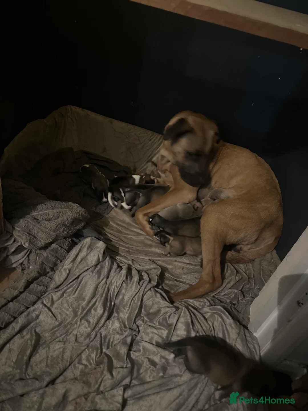 Mixed Breed dogs for sale: 13 bullsky pups in Romford - Advert 2