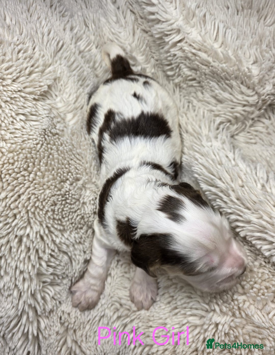 Cocker Spaniel dogs for sale: Beautiful Show Type Cocker Spaniels - Advert 12