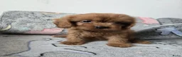 Cavapoo dogs for sale: 🐶Amazing cavapoo pups for sale🐶 - Advert 6