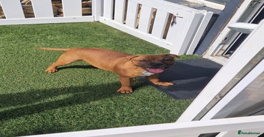Staffordshire Bull Terrier dogs - Advert 8