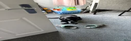 Mixed Breed dogs for sale: Happy, loving family dog in Chorley - Advert 13