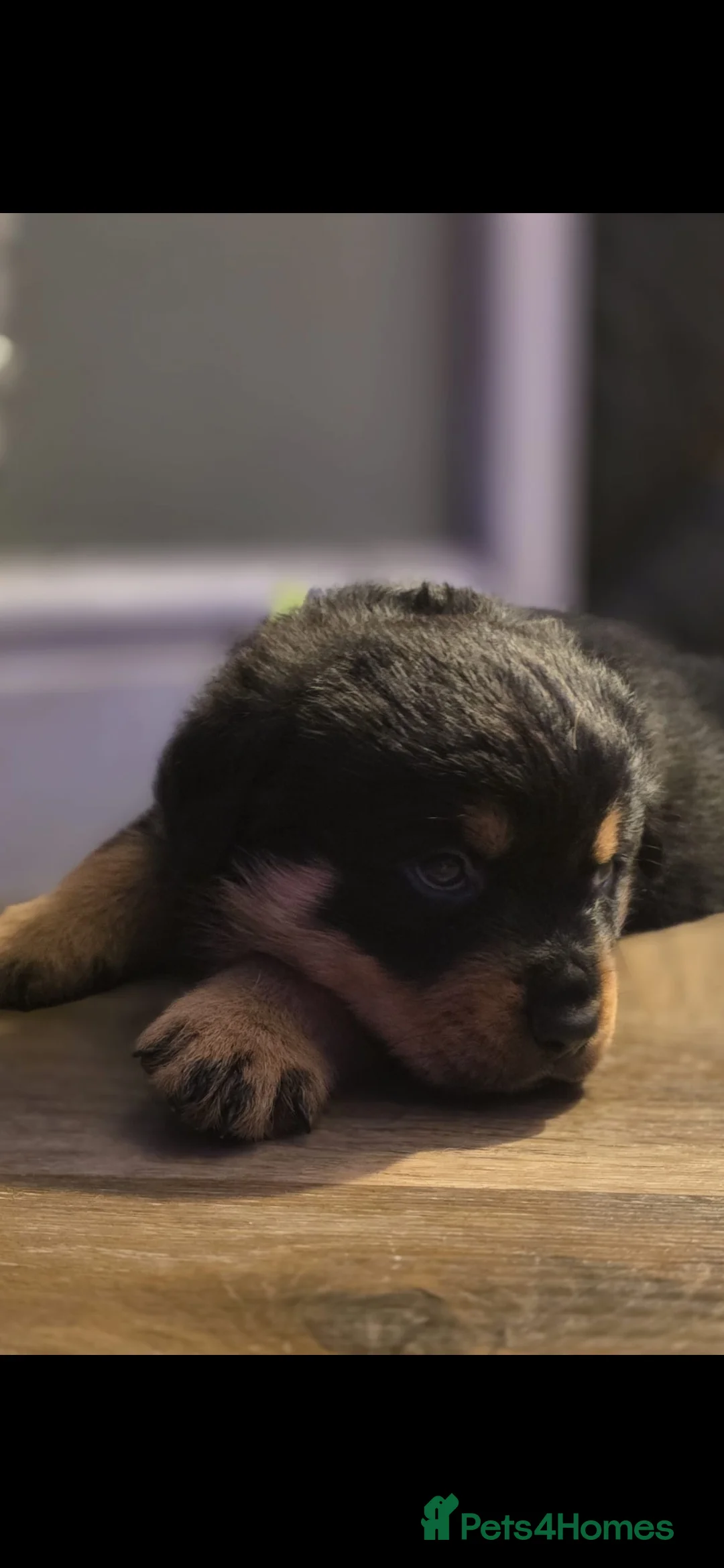 Rottweiler dogs for sale: Stunning chunky Rottweiler puppies  - Advert 20
