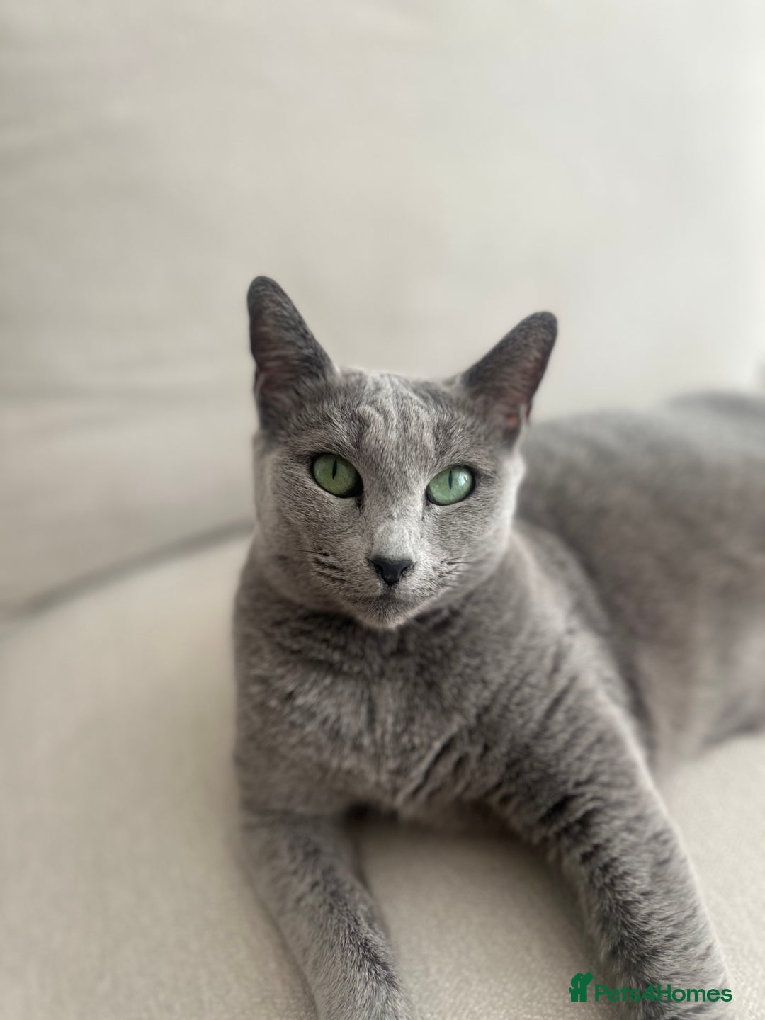Russian Blue cats for sale: Pedigree Russian Blue Female for sale  - Advert 1