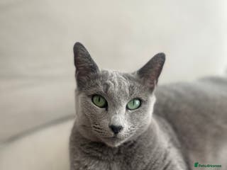Russian Blue cats Pedigree Russian Blue Female for sale - Advert 1
