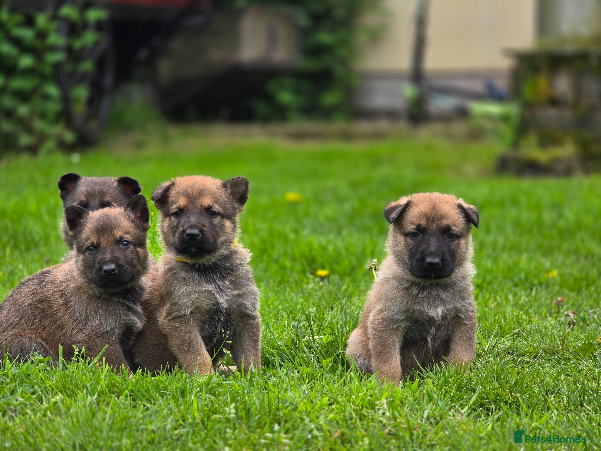 Mixed Breed dogs 3/4 GSD 1/4 Malinois.  3 male left. - Advert 1