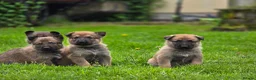 Mixed Breed dogs for sale: Shepherd's available.  Last 2 £500 - Advert 14