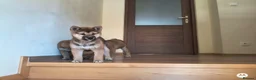 Japanese Shiba Inu dogs for sale: A wonderful Shiba looking for a new, loving h in Goole - Advert 4