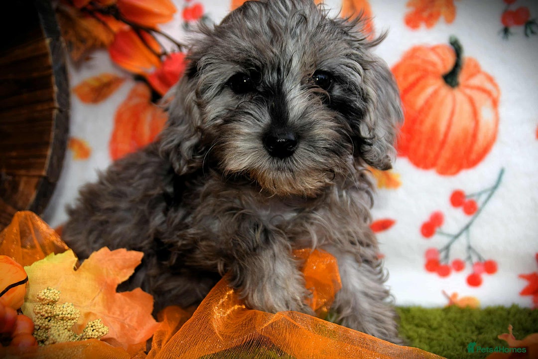 Cockapoo dogs for sale: Fully innoculated hereditary clear toy cockapoos  - Advert 17