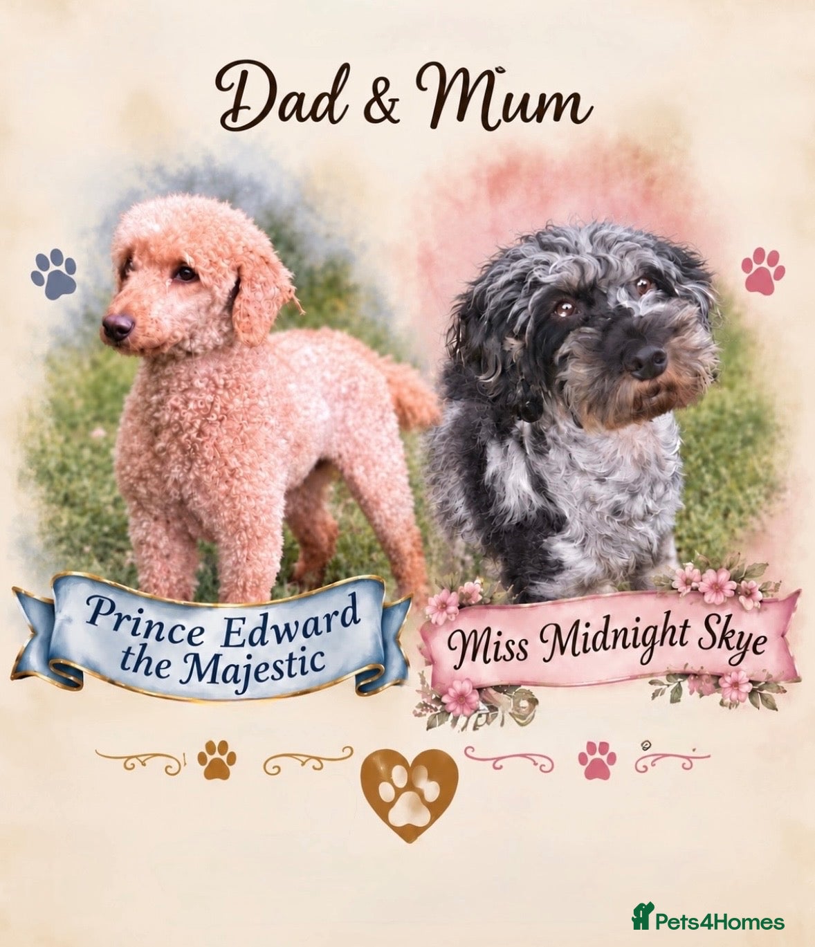 Cockapoo dogs Cockapoos  - Advert 2