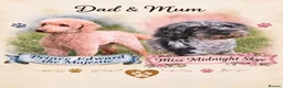 Cockapoo dogs for sale: Cockapoos  - Advert 2