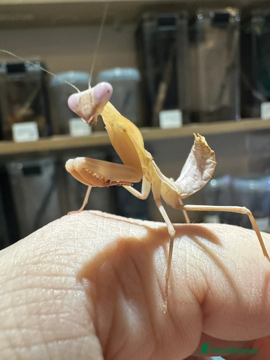 Praying Mantis invertebrates for sale: Various species available  - Advert 2