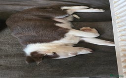 Border Collie dogs for sale: 9 border collie pups  - Image 19
