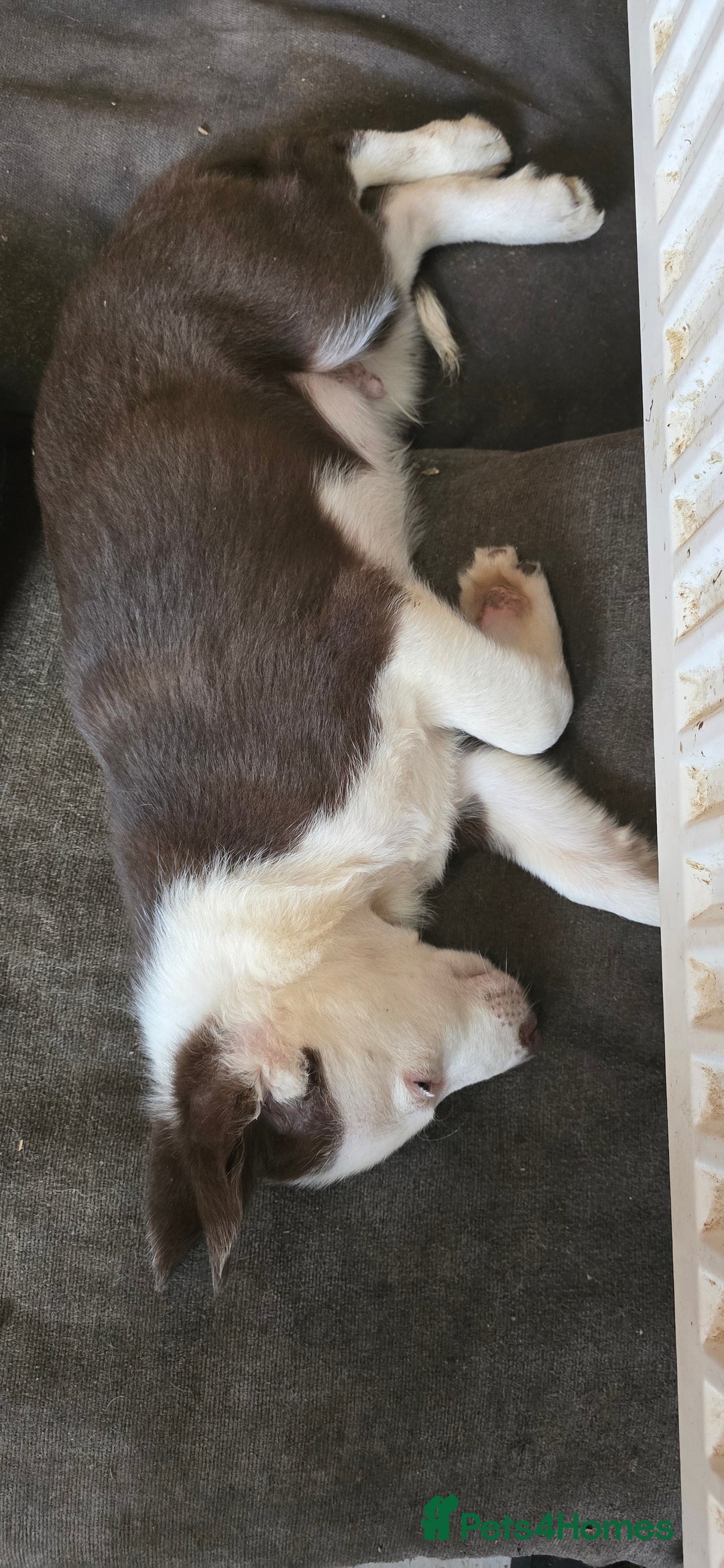 Border Collie dogs for sale: 9 border collie pups  - Image 19