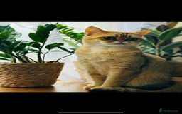 British Shorthair cats for sale: Chunky British shorthair  - Advert 20