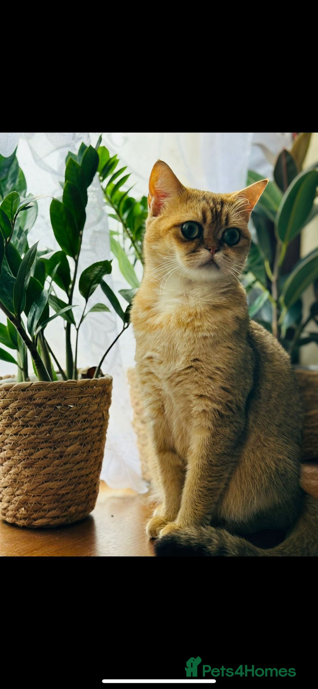 British Shorthair cats for sale: Chunky British shorthair  - Advert 20