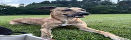 Mixed Breed dogs for sale: Beautiful saluki cross girl - Advert 6