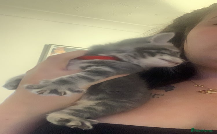 Domestic Shorthair cats - Advert 12