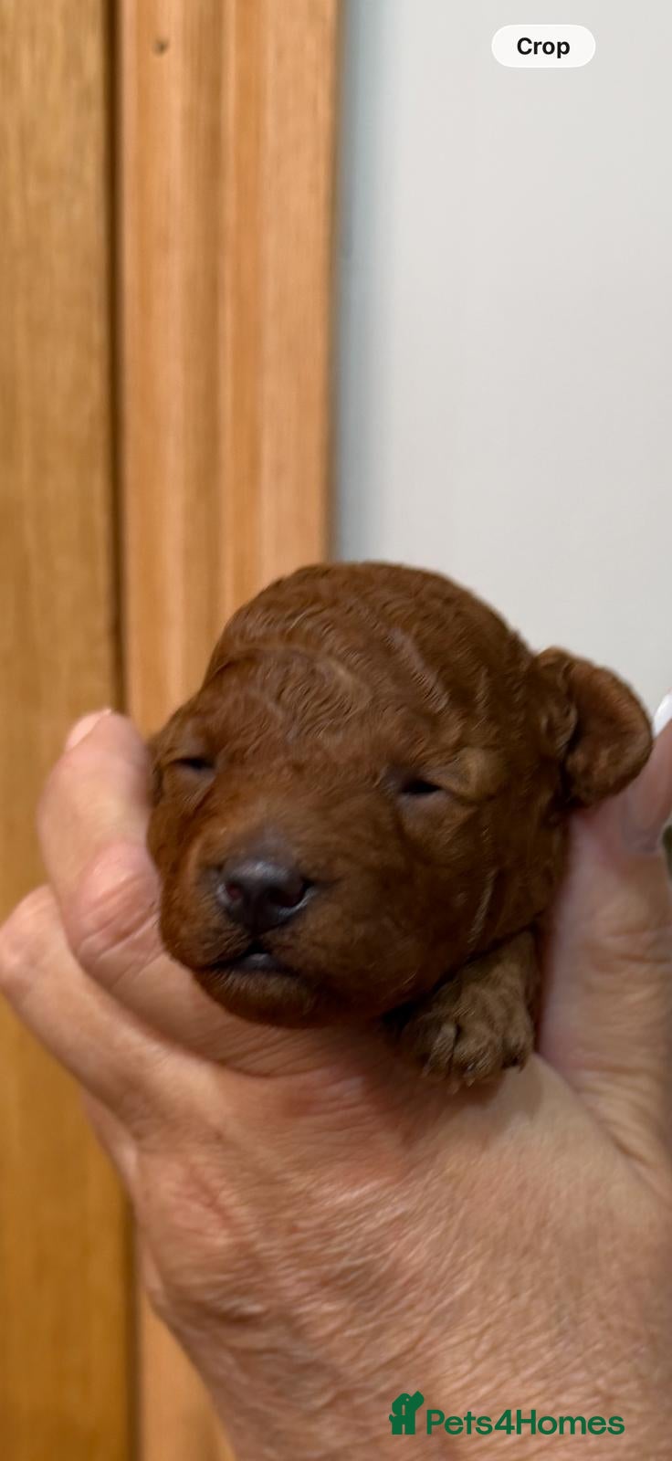 Toy Poodle dogs Outstanding KC registered dark red toy poodles  - Advert 1
