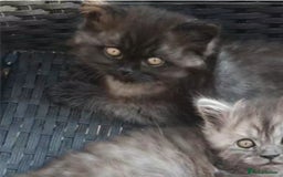 Mixed Breed cats for sale: Beautiful male kitten  - Image 7