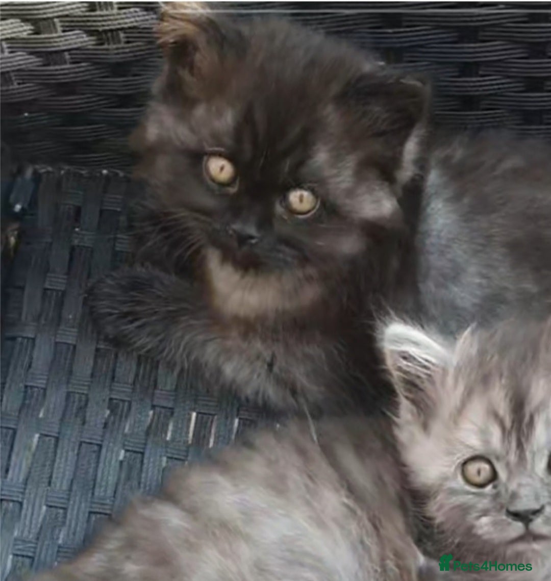 Mixed Breed cats for sale: Beautiful male kitten  - Image 7