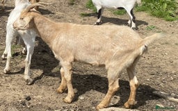 Goats livestock for sale: 2024 2025 does and wether for sale Boer x RGG - Image 9