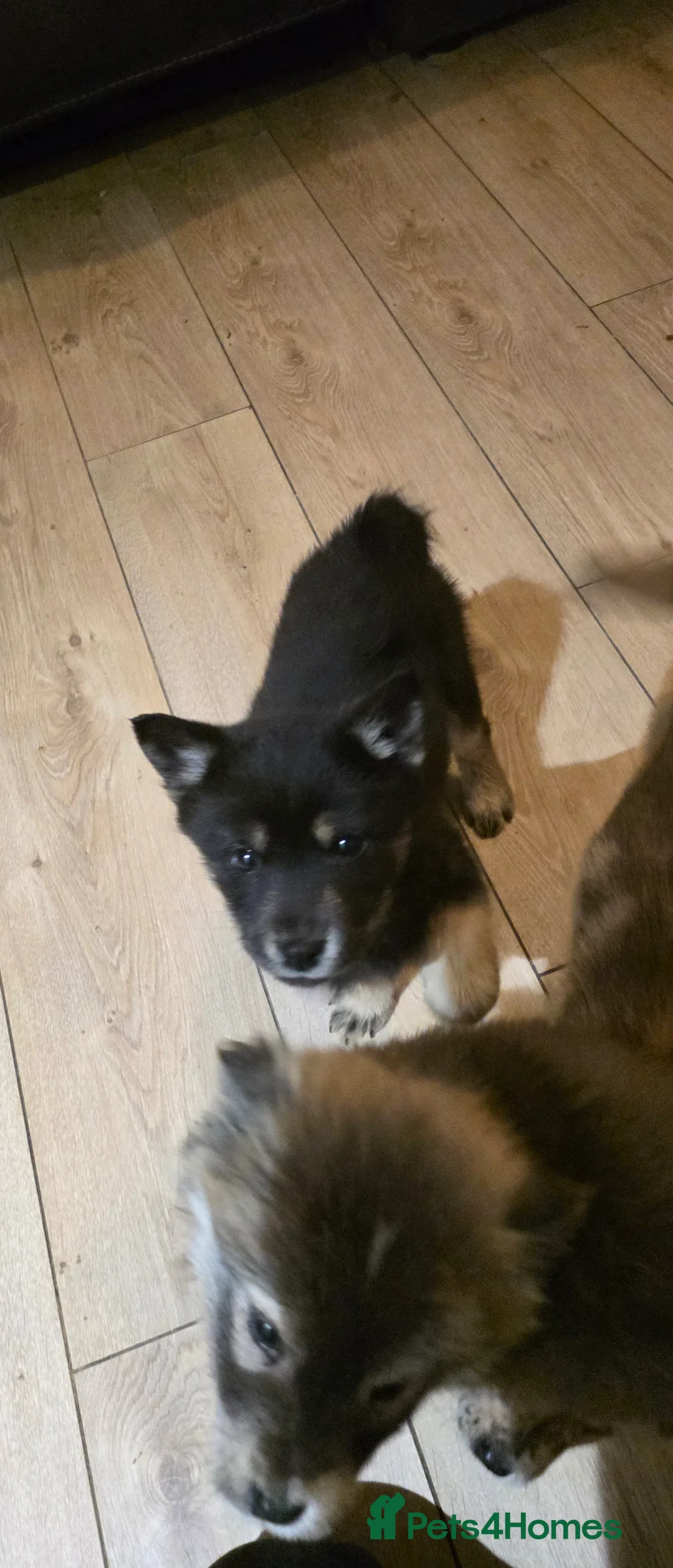 Mixed Breed dogs for sale: Adorable Merle Chowski's for sale  - Advert 23