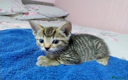 Mixed Breed cats for sale: Stunning kittens - Image 12