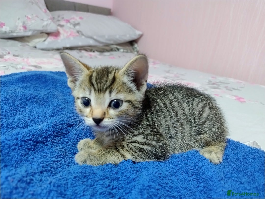 Mixed Breed cats for sale: Stunning kittens - Image 12