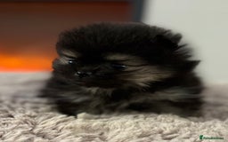 Pomeranian dogs for sale: KC Black&Tan Pom puppies stunning 🤩 🧡🖤 - Image 15