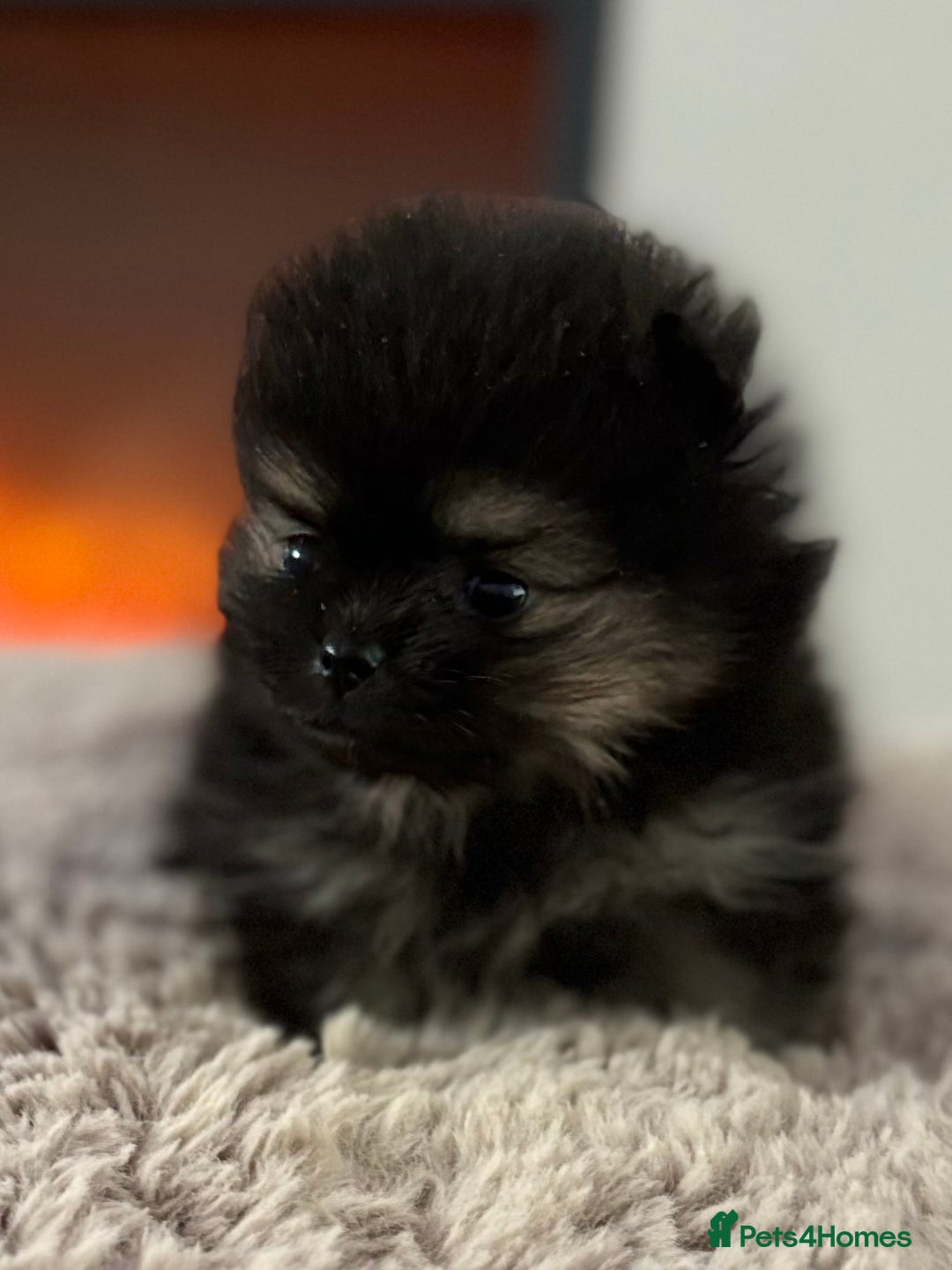 Pomeranian dogs for sale: KC Black&Tan Pom puppies stunning 🤩 🧡🖤 - Image 15
