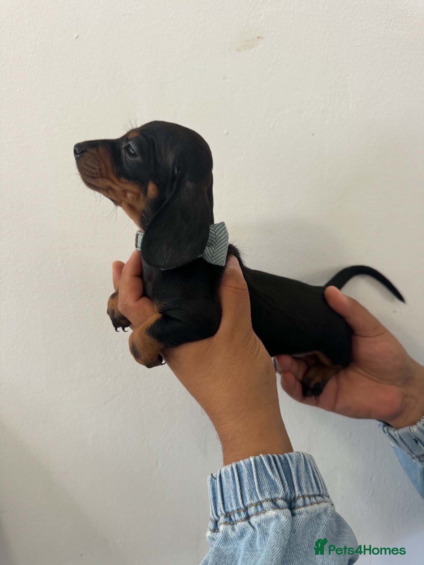 Dachshund dogs 9 Miniature Dachshunds – Ready 19th October! - Advert 13