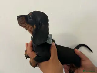 Dachshund dogs 9 Miniature Dachshunds – Ready 19th October! - Advert 13