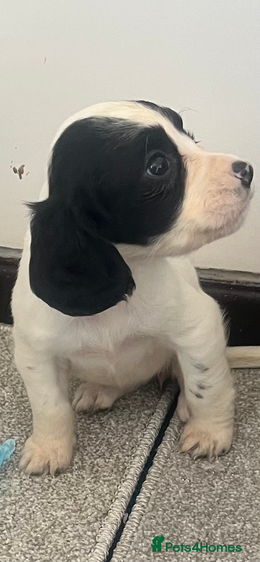 Cocker Spaniel dogs for sale: Working cocker spaniel puppies - Image 5