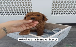 Cockapoo dogs for sale: 3 beautiful cockapoo boys - Image 6