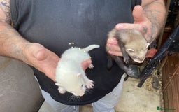 Ferret rodents for sale: Hobs for sale  - Image 2