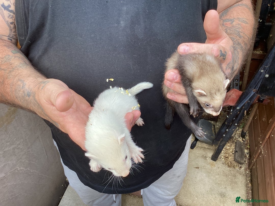 Ferret rodents for sale: Hobs for sale  - Image 2