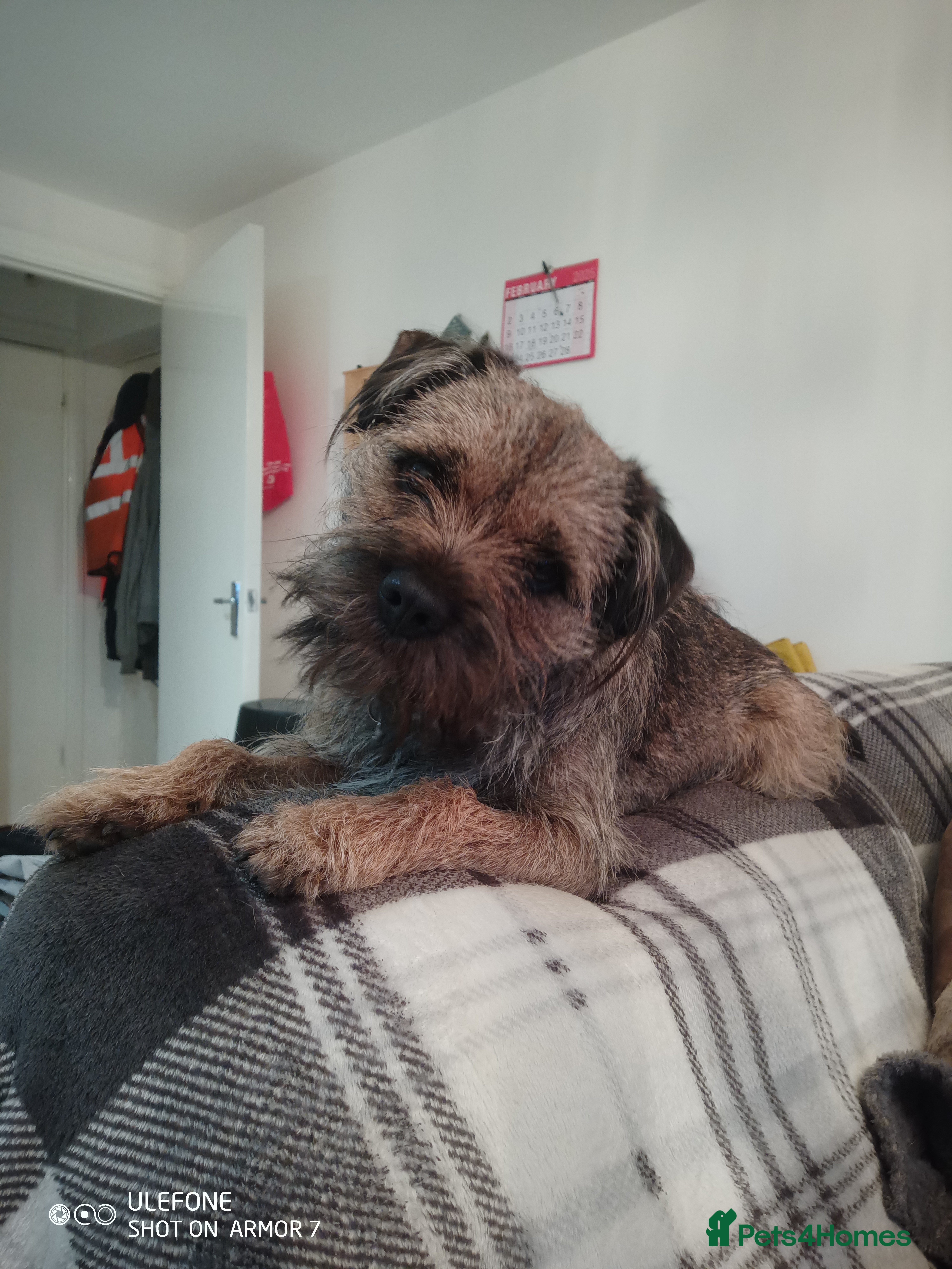 Border Terrier dogs Border Terrier for stud £200 - Advert 3