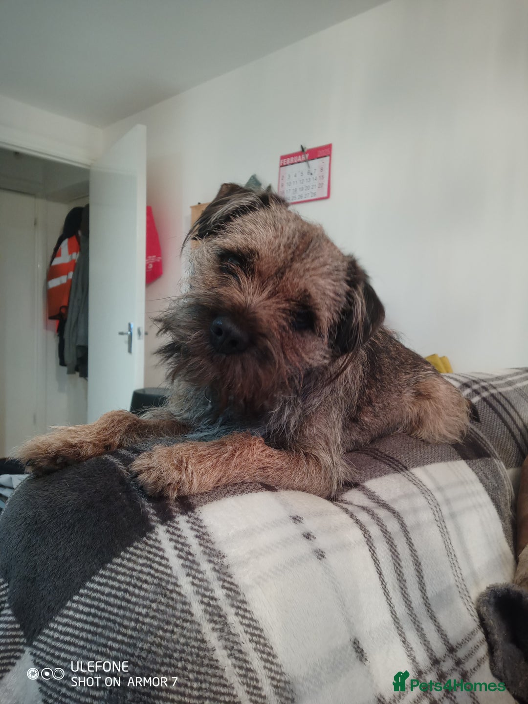 Border Terrier dogs for stud: Border Terrier for stud £150 in Bewdley - Image 2