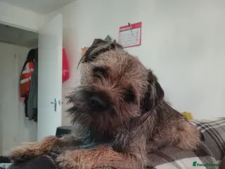 Border Terrier dogs Border Terrier for stud £200 - Advert 3