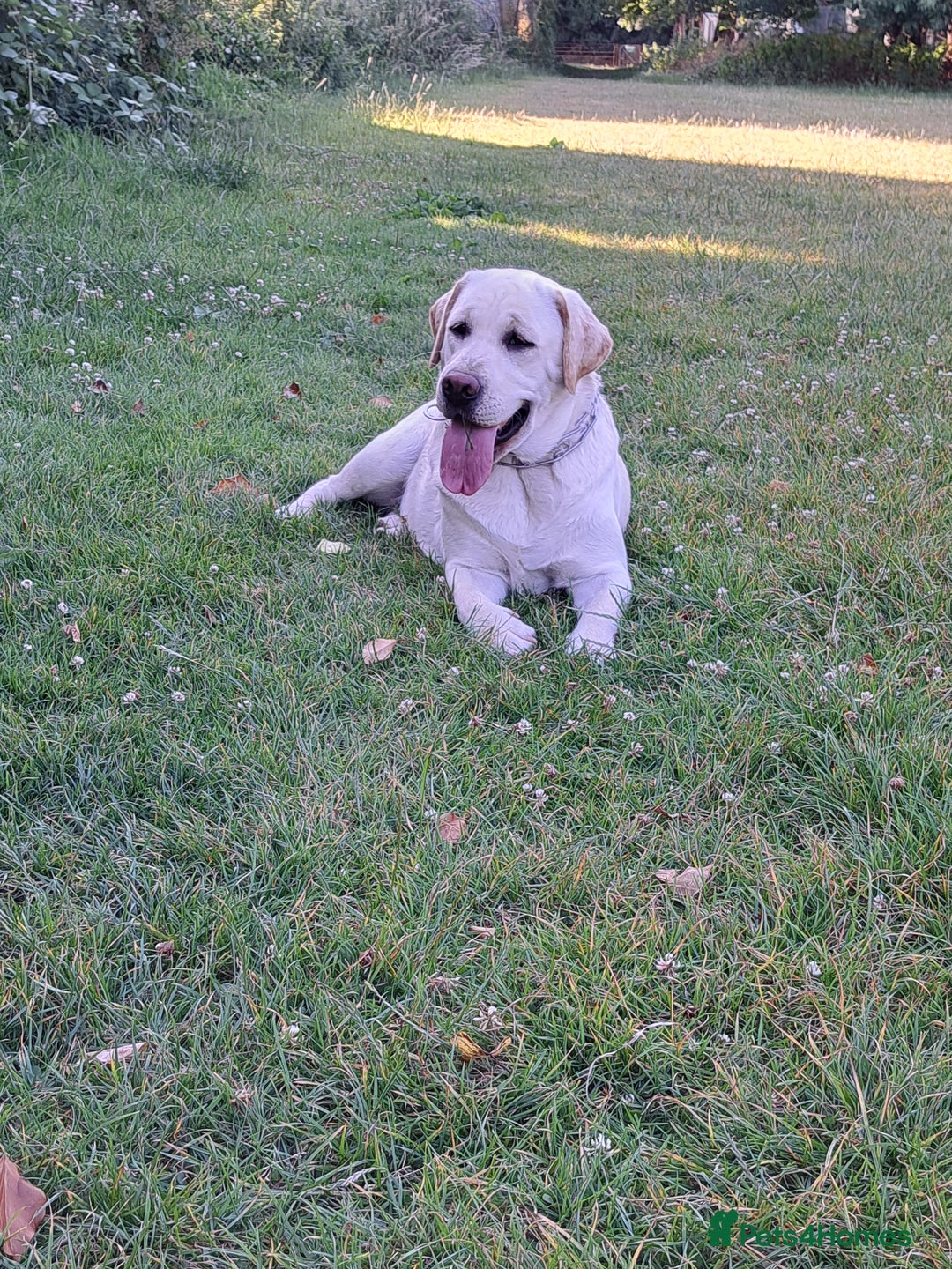 Labrador Retriever dogs for sale: six boys and six girls - Image 17