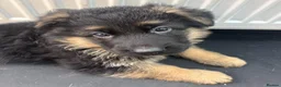 German Shepherd dogs for sale: The Quiet Look That Says “I’m Here” in Manchester - Advert 5