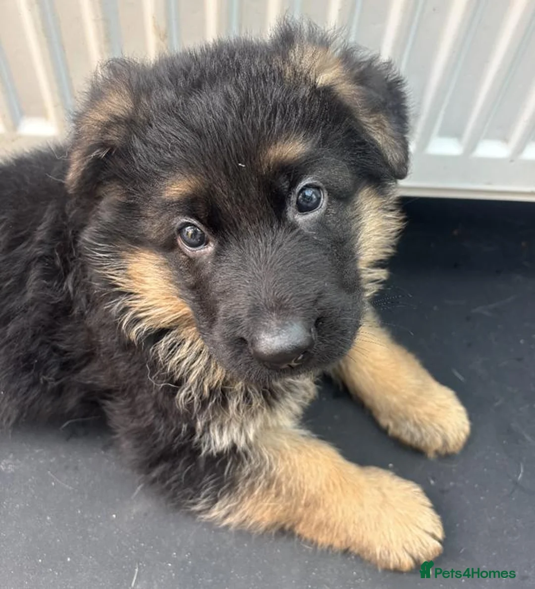 German Shepherd dogs for sale: The Quiet Look That Says “I’m Here” in Manchester - Advert 5