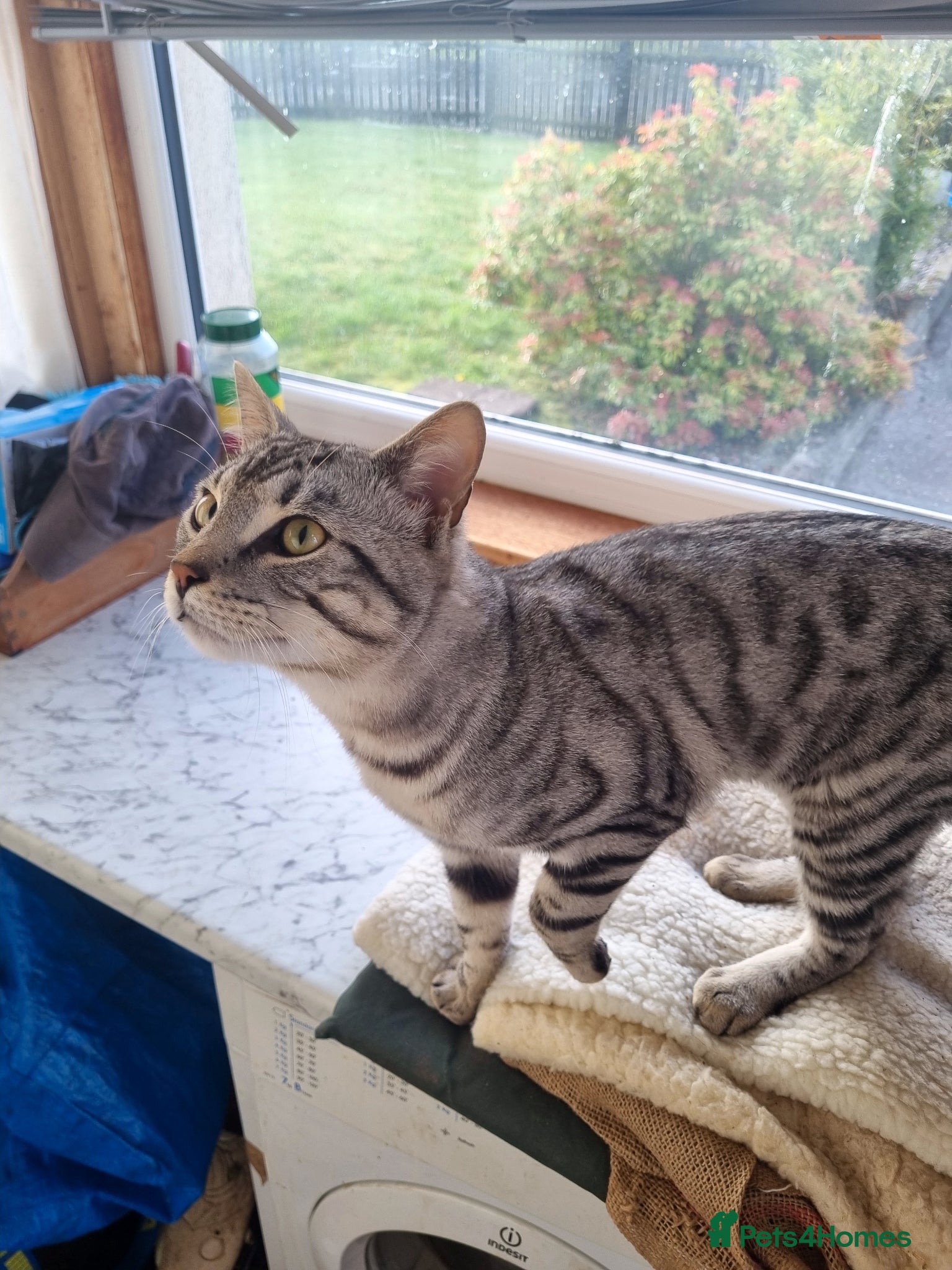Mixed Breed cats 8 month Bengal cross tom. - Advert 1
