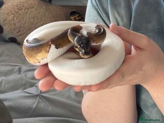 Python Snake reptiles - Advert 37