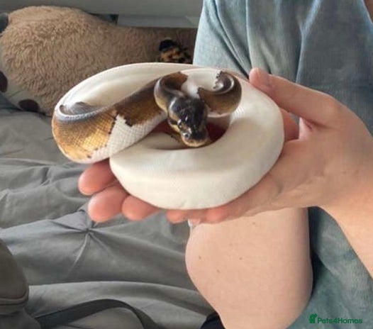 Python Snake reptiles - Advert 12