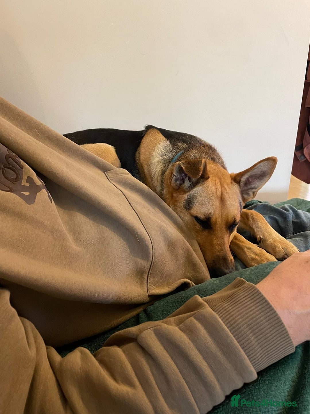 Mixed Breed dogs for adoption: Stunning Alfonz ready for love - Image 12