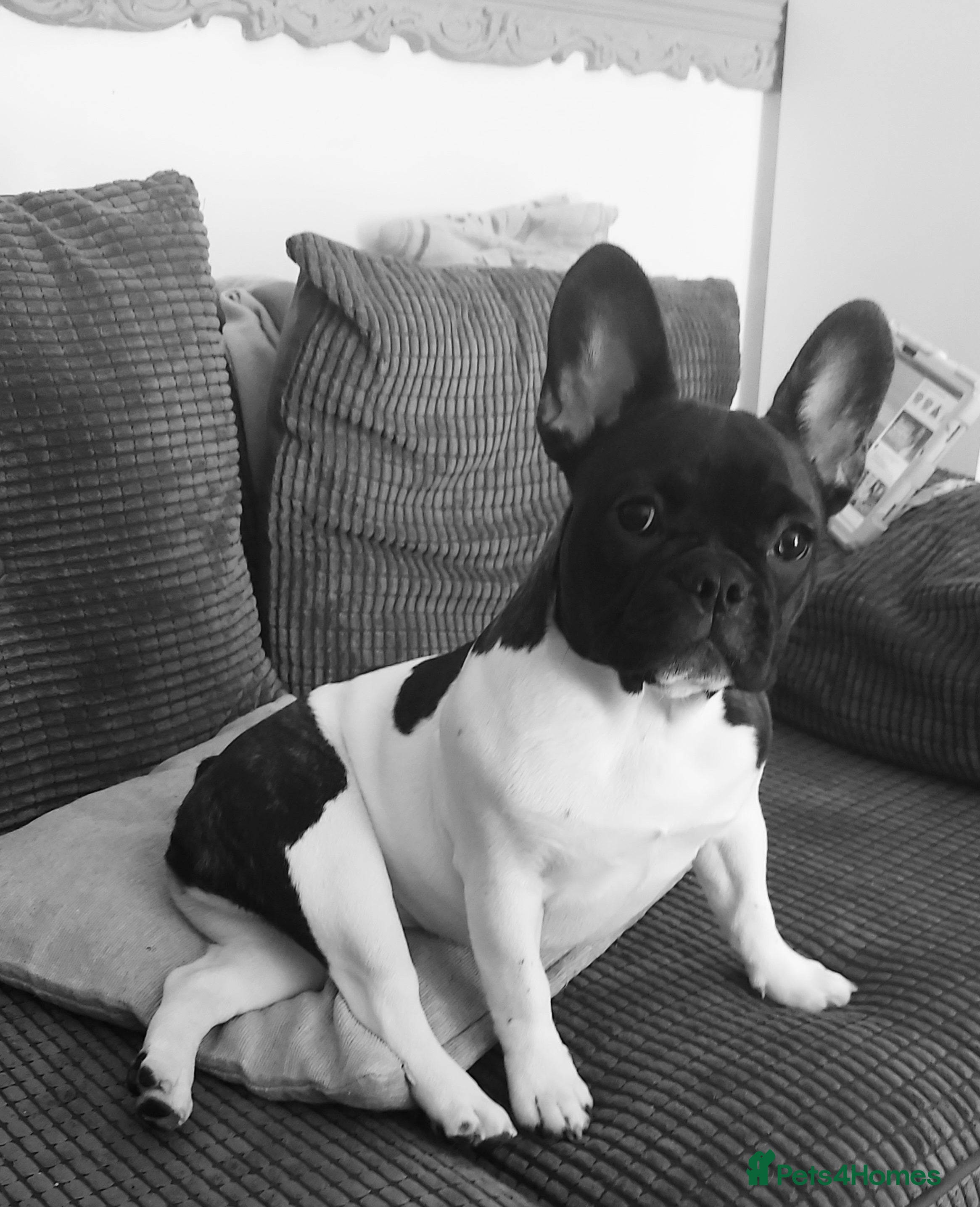 Mixed Breed dogs French bulldog cross English bulldog  in Tonypandy - Advert 1