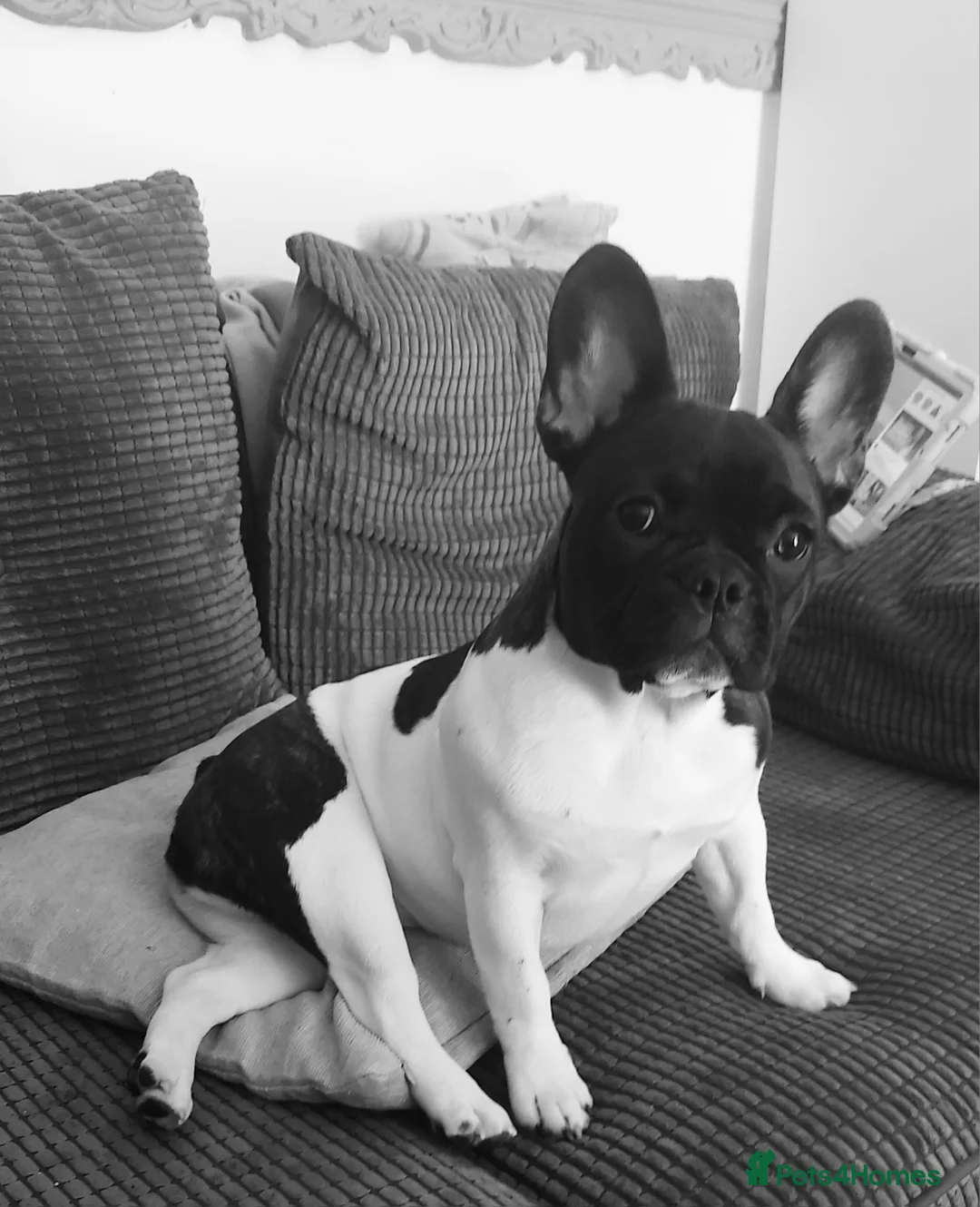 Mixed Breed dogs for sale: French bulldog cross English bulldog  in Tonypandy - Advert 1