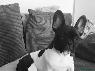 Mixed Breed dogs French bulldog cross English bulldog in Tonypandy - Advert 1