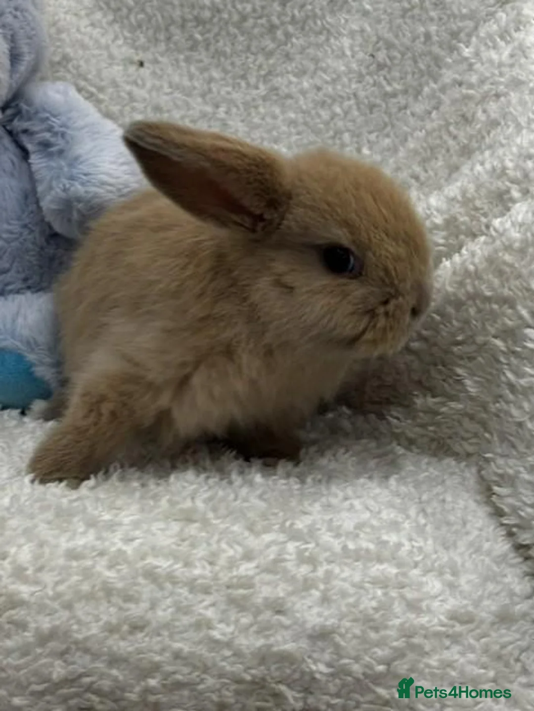 Mini Lop rabbits for sale: Mini Lops (boys) - Advert 1